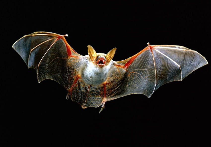 bat wings, albino bats HD wallpaper