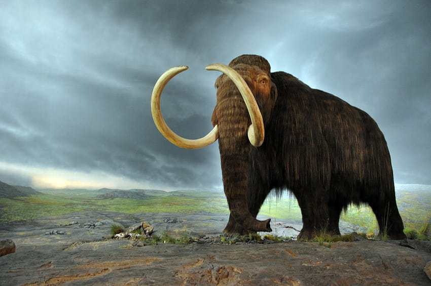 File:Woolly mammoth.jpg HD wallpaper