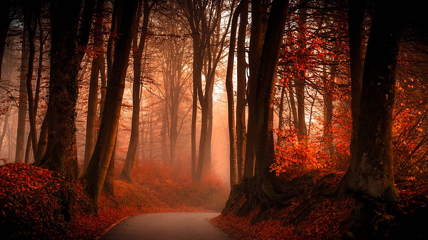 Bosque rojo en otoño, bosque de otoño rojo fondo de pantalla