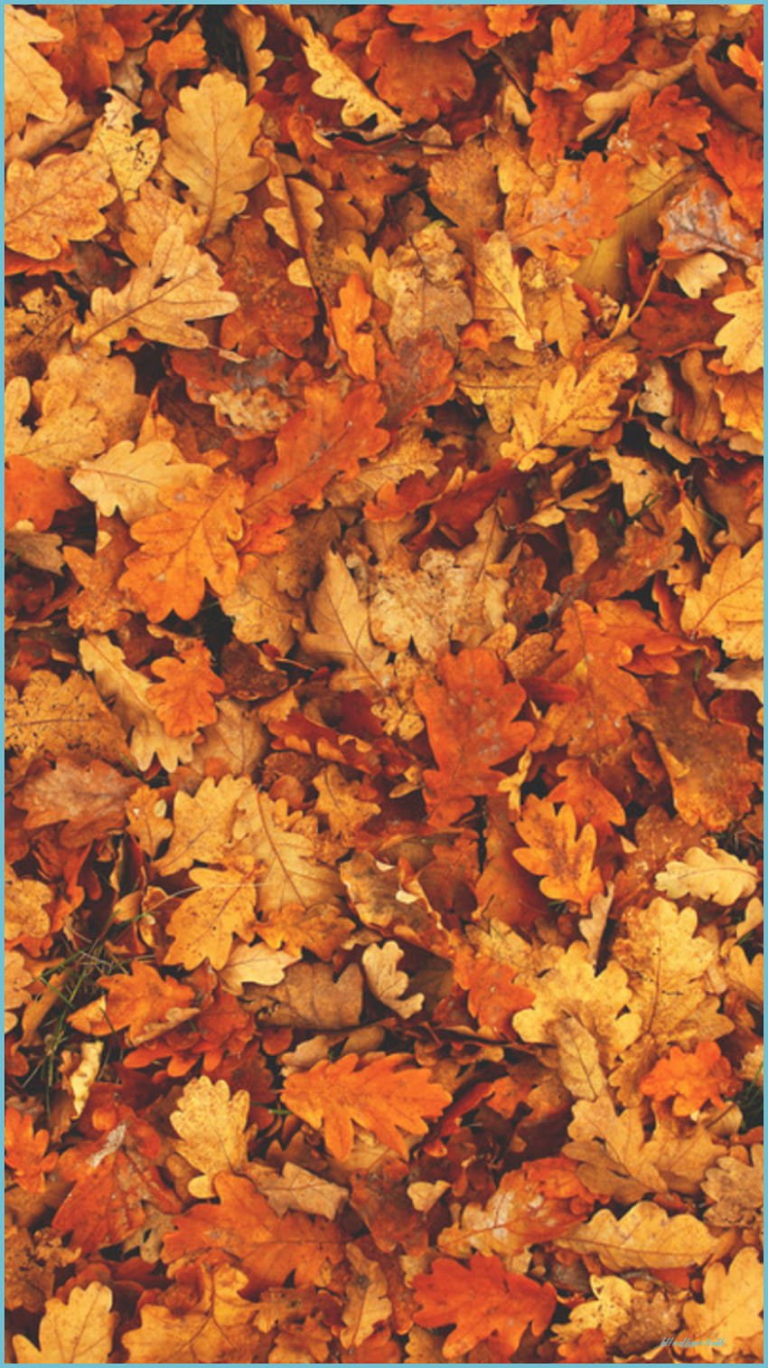 Outono Tumblr Sonbahar Yaprakları, Sonbahar Sahne, Resim, outono vintage estético Papel de parede de celular HD