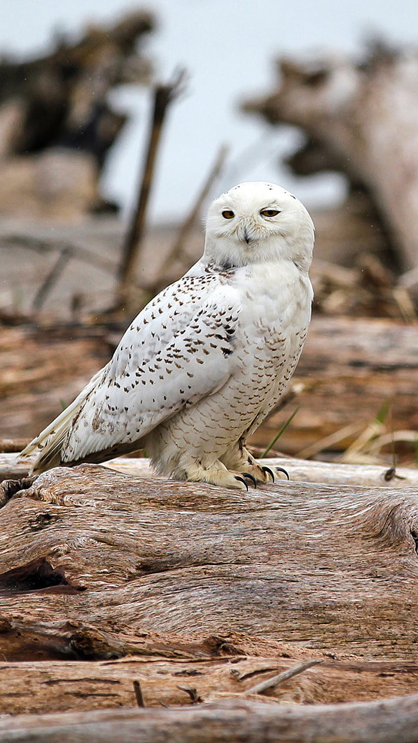 Snowy Owl Iphone Beautiful Snowy Owl Iphone 6 [1080x1920] for your , Mobile & Tablet, wolf and owl HD phone wallpaper