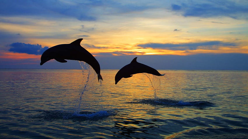 Baby dolphins HD wallpaper | Pxfuel