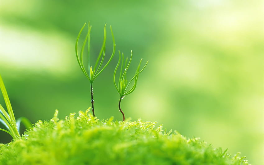 Hãy tưởng tượng bạn đang ngắm nhìn một dãy cây xanh tươi mát, ngát hương giữa ngày hè nắng nóng. Bức ảnh thật sự làm bạn cảm thấy sảng khoái, thư thái và đắm say trong từng khoảnh khắc tuyệt vời đó.