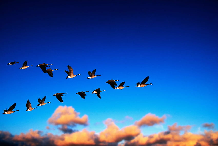 Najlepsza migracja 4 ptaków na biodrze, ptaki wędrowne Tapeta HD