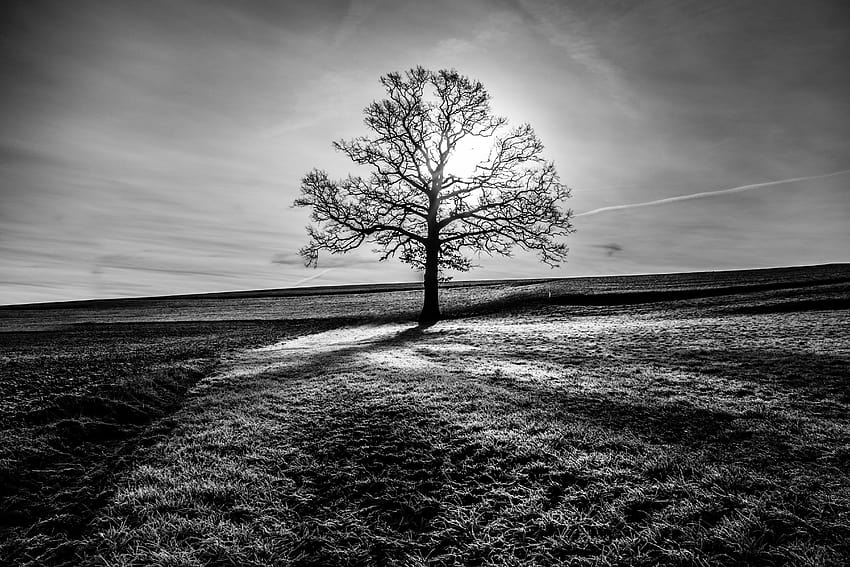 Grayscale of withered tree HD wallpaper