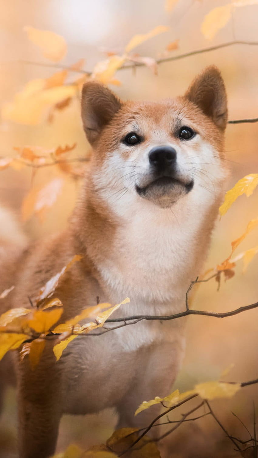 Dogs, Shiba Inu, Baby Animal, Fall, Pet, Puppy • For You For & Mobile, autumn animal phone HD phone wallpaper