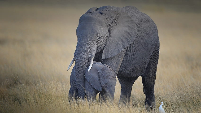 Mãe e bebê elefante, Parque Nacional Amboseli, Quênia, elefante mãe e filho papel de parede HD
