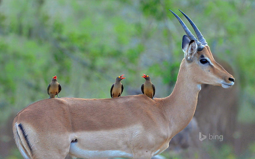 park narodowy krugera republika południowej afryki afryka chernopyatov antylopa Tapeta HD