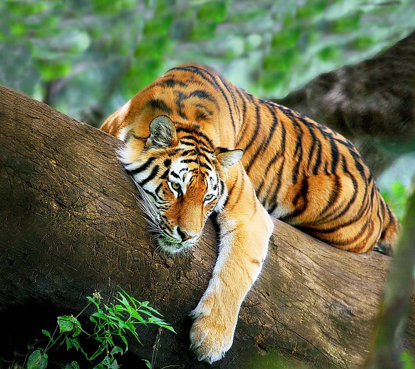 Tiger Relax by _MARIKA_, rahatlatıcı kaplan HD duvar kağıdı