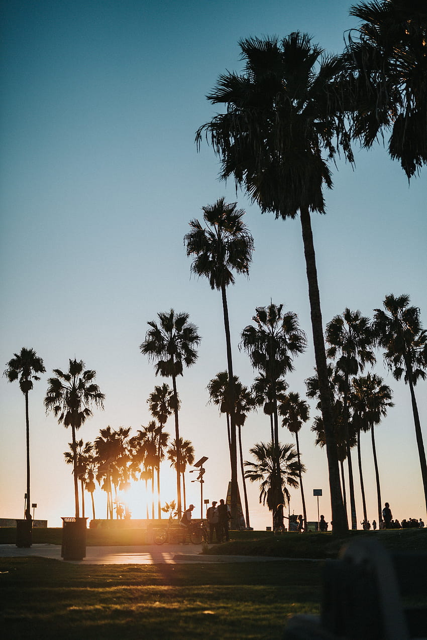 ID: 223063 / tree palm tree beach and sunset, retrowave beach palms HD phone wallpaper