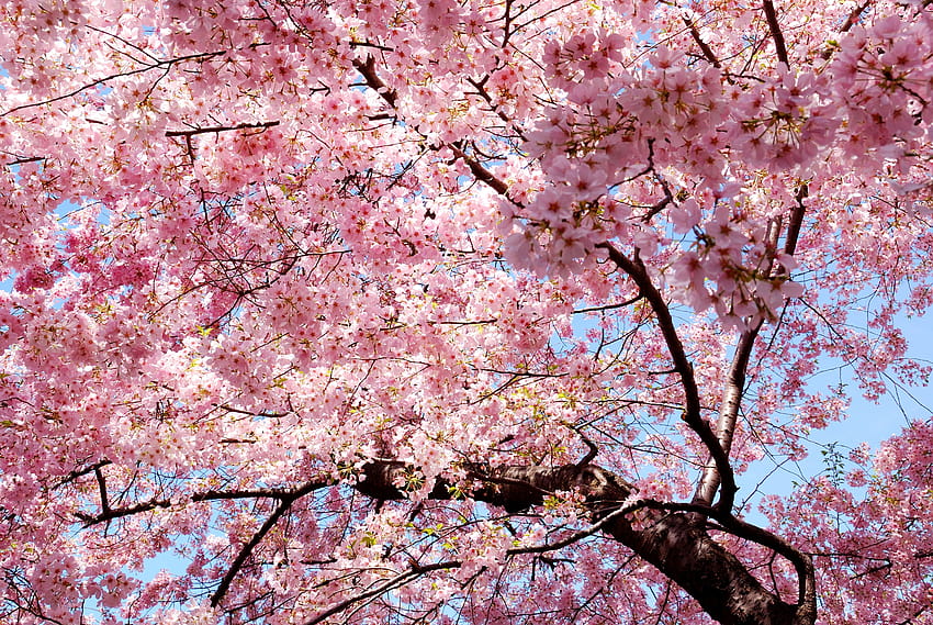 pink Trees Nature Magnolia Sakura Sakura [7744x5184] for your , Mobile & Tablet, pink tree japan aesthetic HD wallpaper