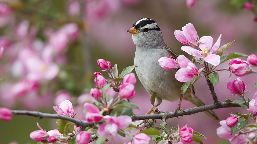 1920x1080 sparrow, bird, branches, flowers, bloom Full Backgrounds, sparrow bird HD wallpaper
