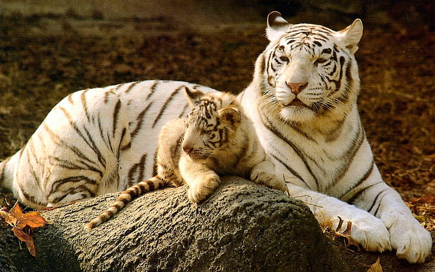 Bebé tigre blanco, bebé tigre fondo de pantalla | Pxfuel