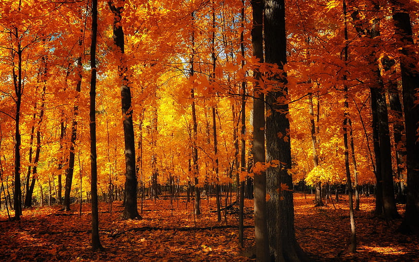 37 of Autumn Forest, aesthetic autumn HD wallpaper | Pxfuel