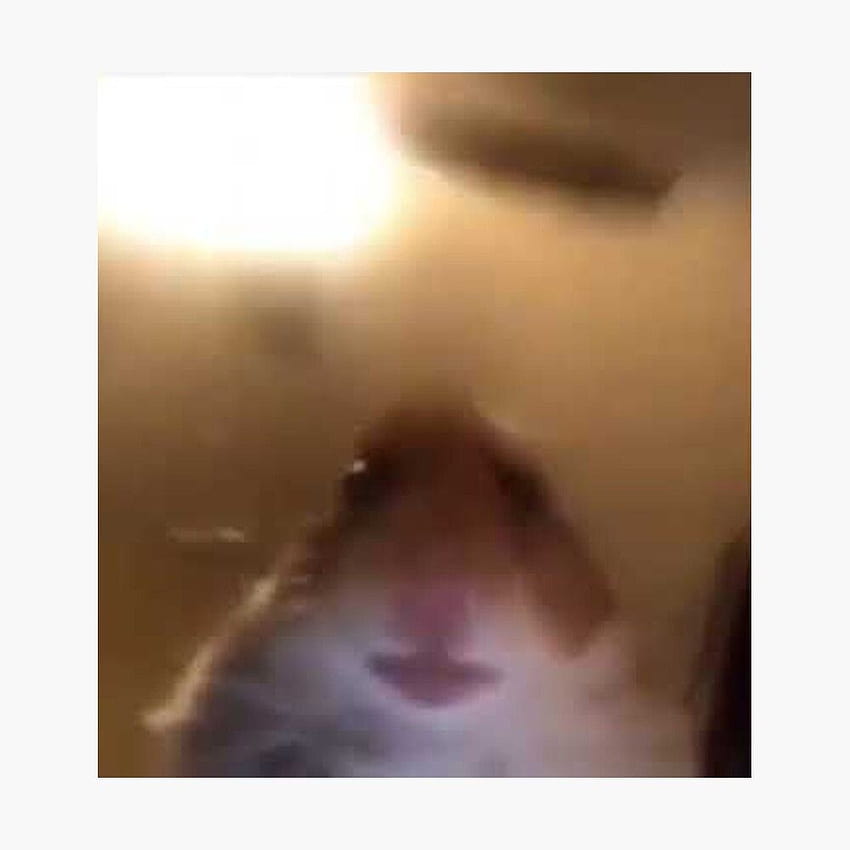 Menatap Hamster, meme hamster wallpaper ponsel HD