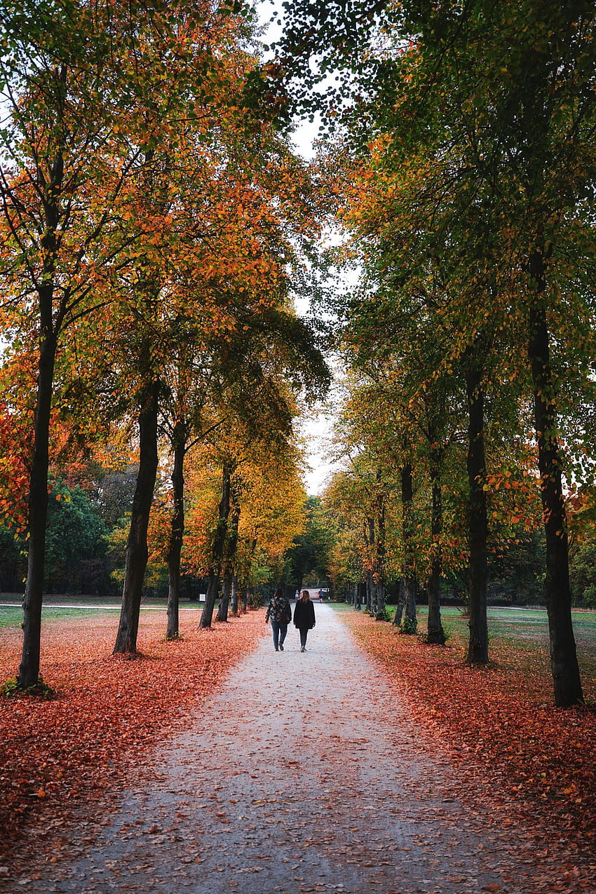 Autumn Walk, autumn berlin HD phone wallpaper