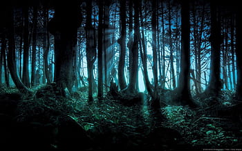 eterna verão floresta noite árvores, HD papel de parede