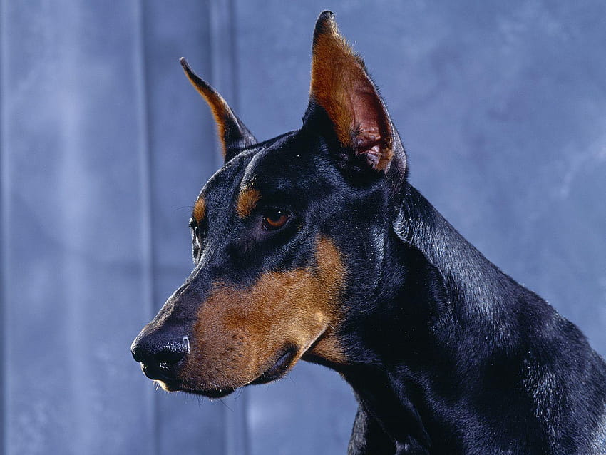 62 best Doberman Pinscher, german pinscher HD wallpaper | Pxfuel