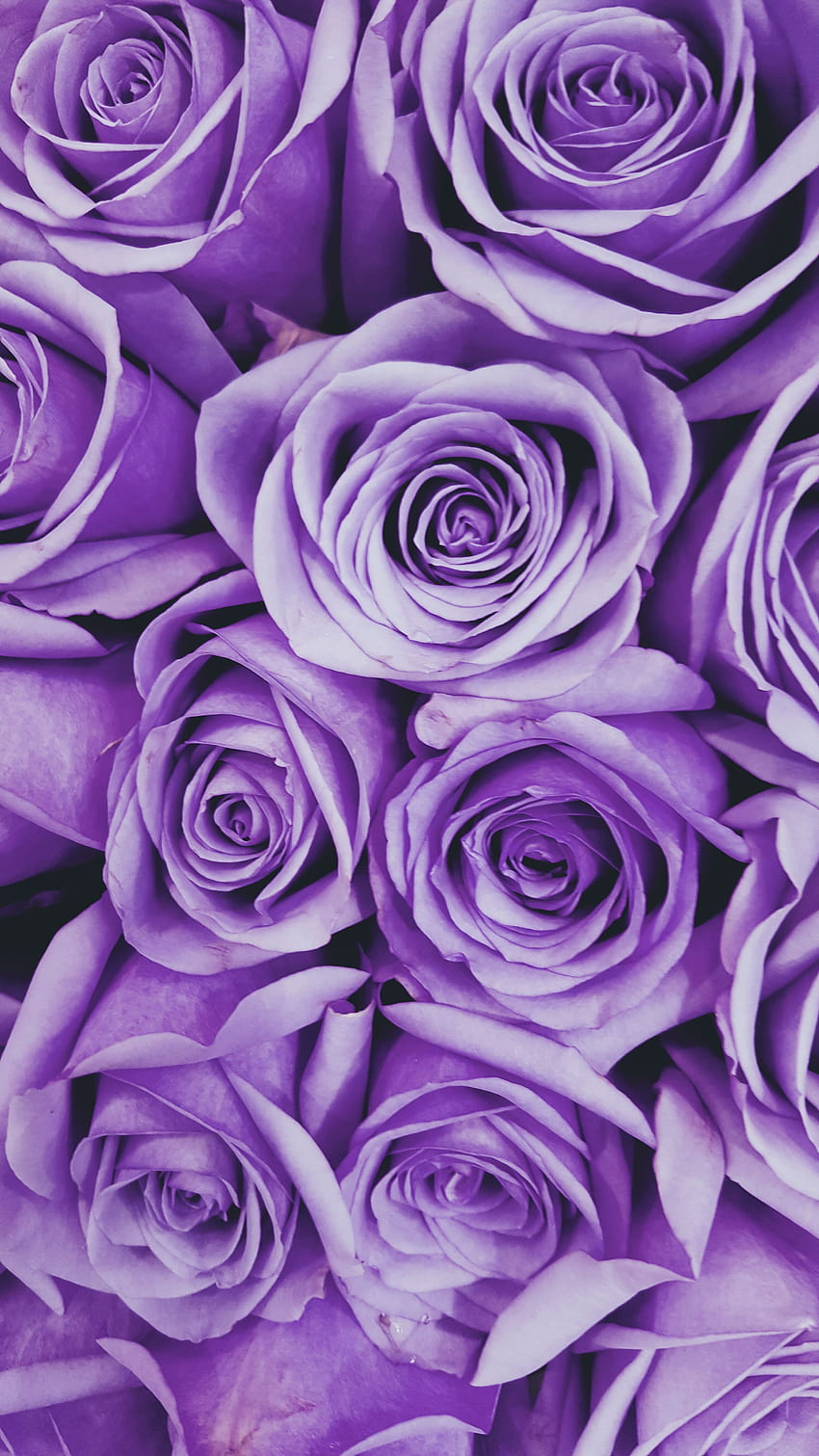 Purpleflowers, purple stuff HD phone wallpaper | Pxfuel