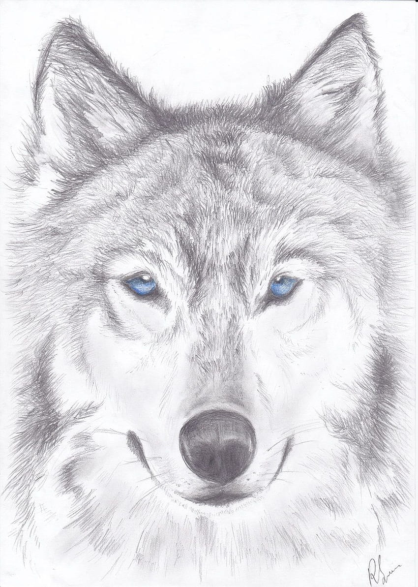 Pin on Wolf Drawings <3, wolf pencil drawings HD phone wallpaper