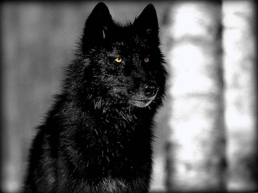 Pics Of A Black Wolf、ダークアルファオオカミ 高画質の壁紙