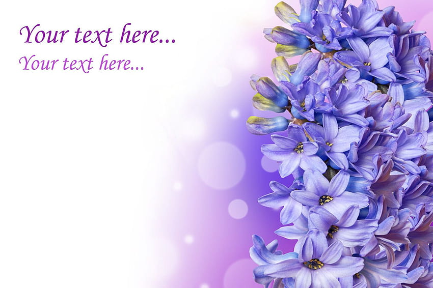 Lilac 29353, violet hyacinths flowers HD wallpaper