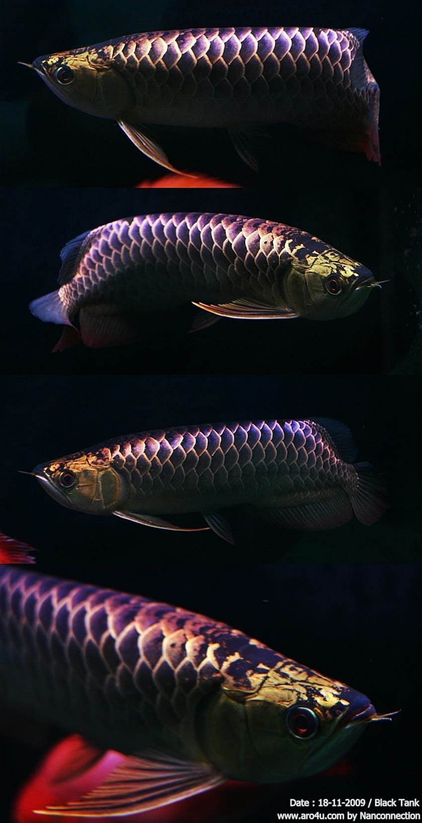 Arowana, il pesce drago, un pesce d'acqua dolce del sud-est asiatico, arwana Sfondo del telefono HD