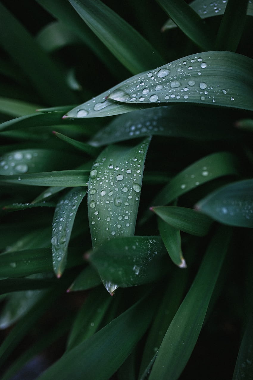 water droplets on green leaf – Green HD phone wallpaper