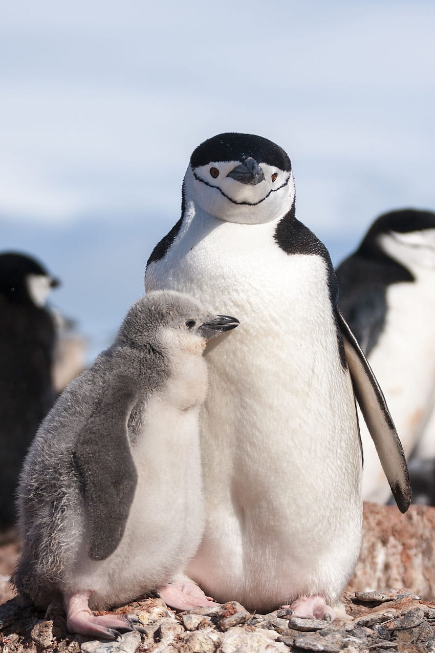 37 Best Chinstrap penguin ideas HD phone wallpaper