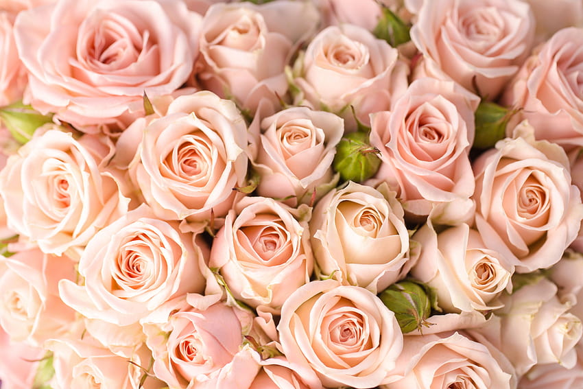 Brzoskwiniowy kwiat Clipart Rose tła, brzoskwiniowe kwiaty Tapeta HD