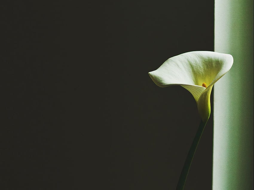 1152x864 calla lily, arum lily, bunga, latar belakang minimalis standar 4:3 Wallpaper HD