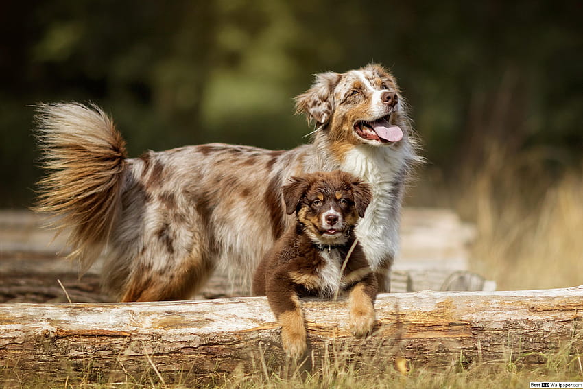 Australian Shepherd, Dog & pup HD wallpaper