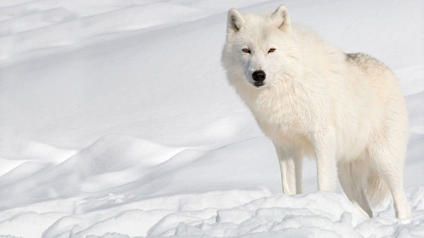 Arctic Wolf, arctic wolves HD wallpaper
