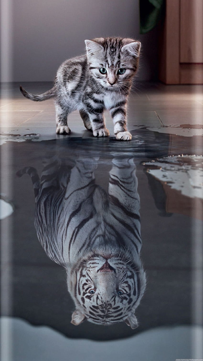 Curved Cat Tiger Stock 1080x1920 Samsung Galaxy S7, galaxy tiger HD phone wallpaper