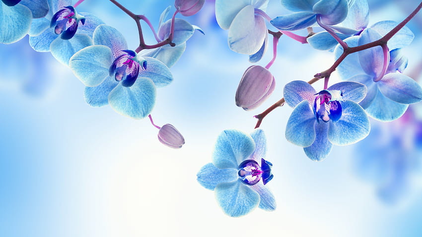 Orchid, flowers, blue, white, OS, orchid tunnel HD wallpaper