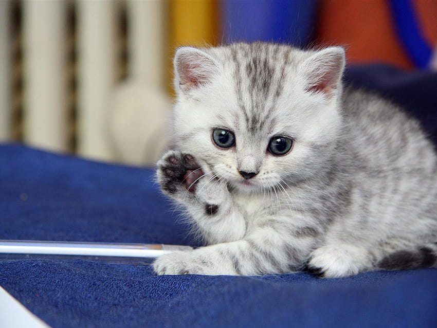 Funny Kitten, kawaii kittens HD wallpaper