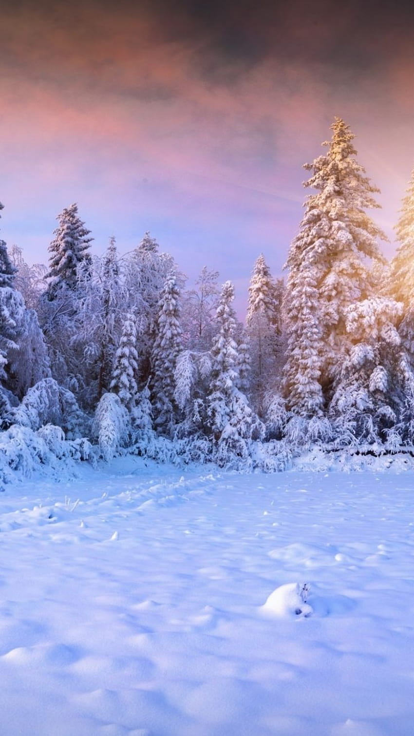 iPhone G GS Seite Einsame Herbstnatur, ein perfekter Tag im Winter HD-Handy-Hintergrundbild