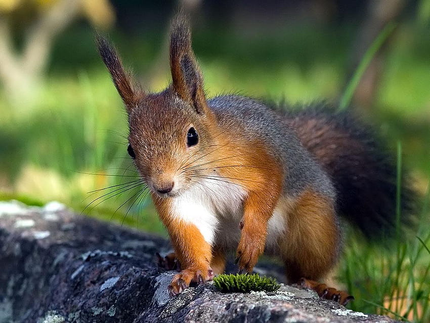 Ehrfürchtiges Eichhörnchen, rotes Eichhörnchen HD-Hintergrundbild
