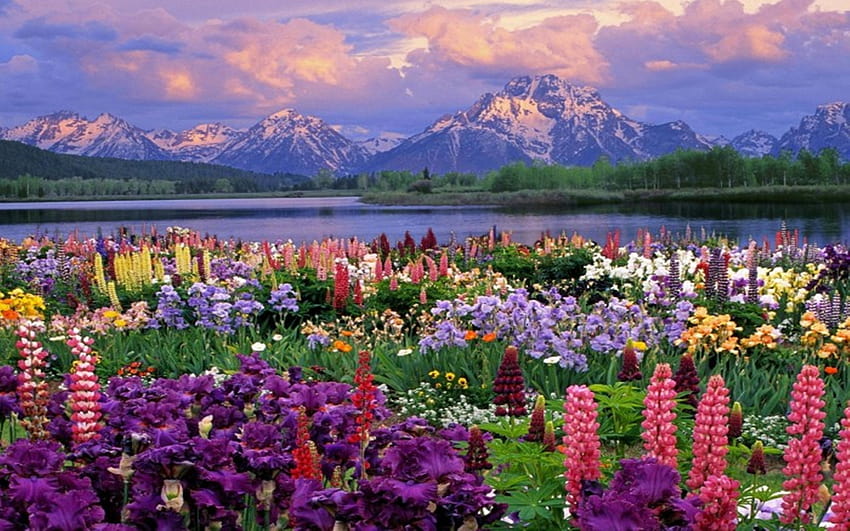Montagnes Paysages Fleurs Jardin Scénique Lacs Fleurs sauvages Sauvage, paysage de jardin Fond d'écran HD