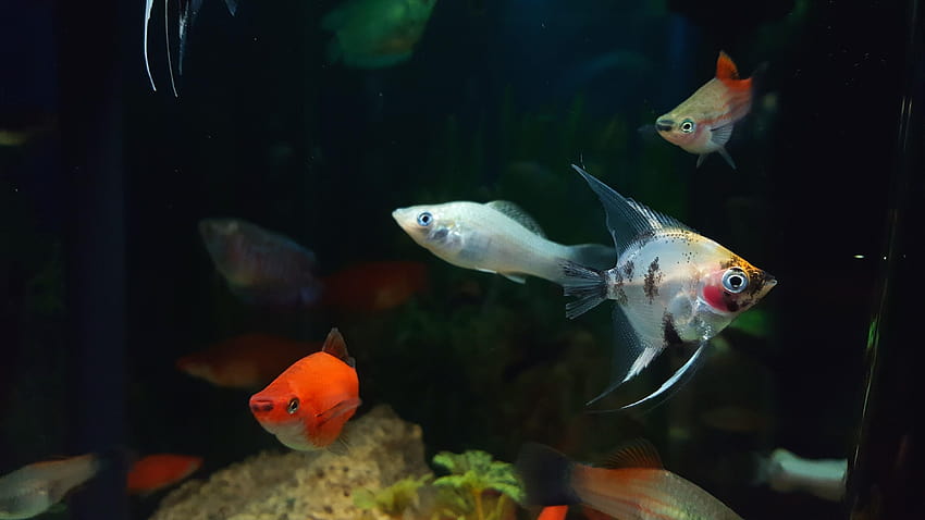 stock de poissons anges, baudroie, aquarium, poissons anges Fond d'écran HD