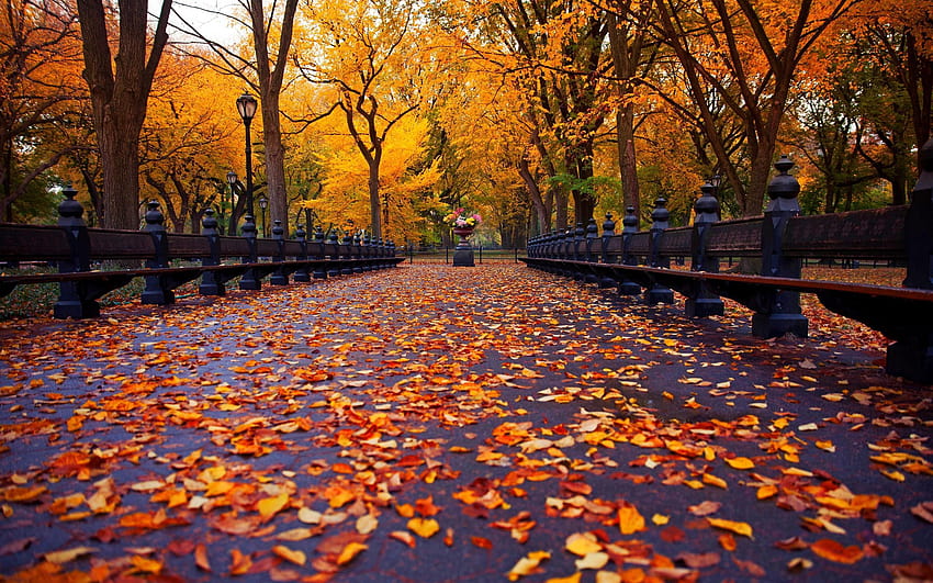 New York, autumn park, walk road, bench, yellow, park walk HD wallpaper