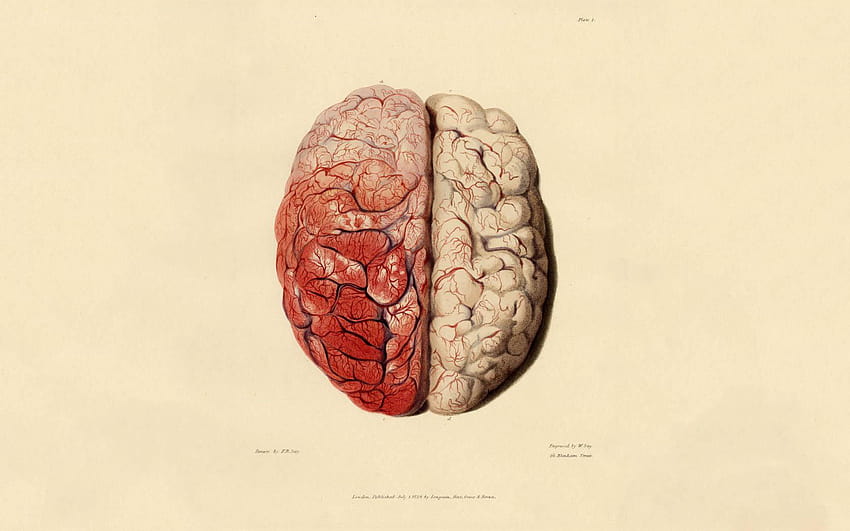Grupa anatomii, anatomia mózgu Tapeta HD