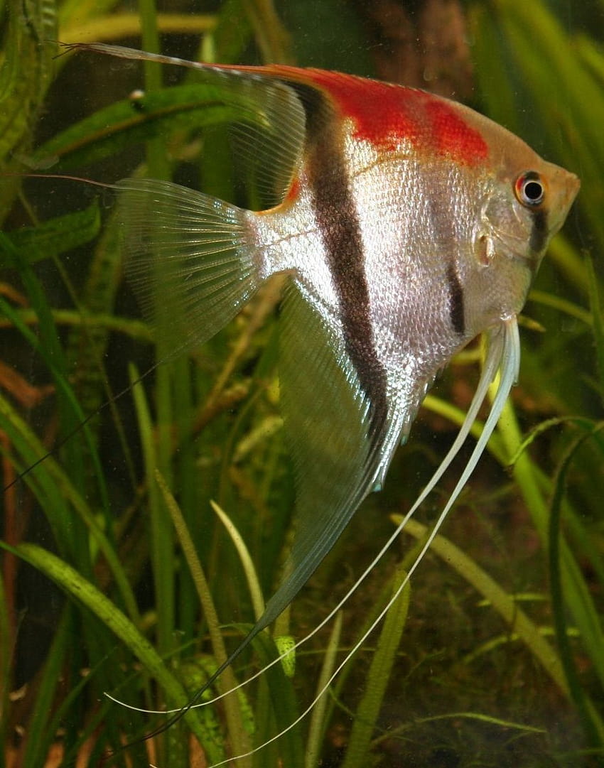 Pin on Fish I want to own someday, culter fish HD phone wallpaper