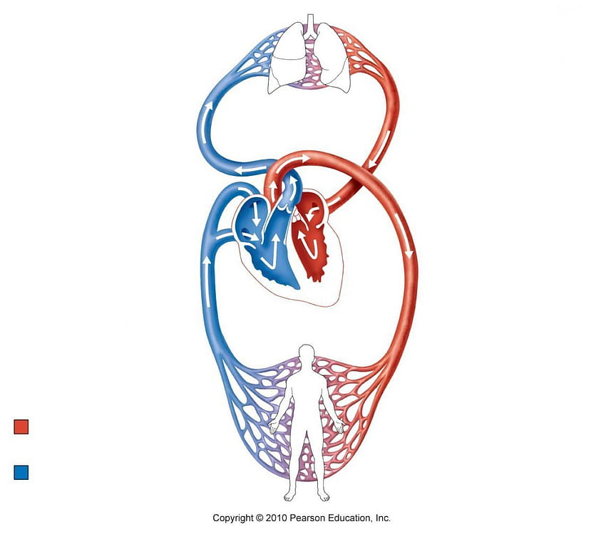 Venous and Circulatory System - Human Torso - Vintage Anatomy Drawing by  Vintage Anatomy Prints - Pixels