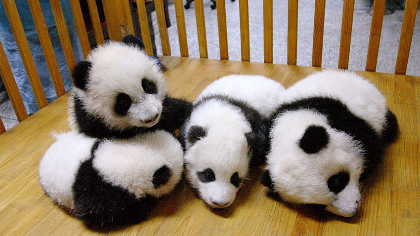 Small Cute Panda in Zoo, little pandas HD wallpaper