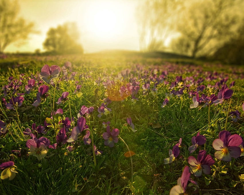 1280x1024 flowers, meadow, lilac, sun, beams, morning standard 5:4 backgrounds, flower meadow HD wallpaper