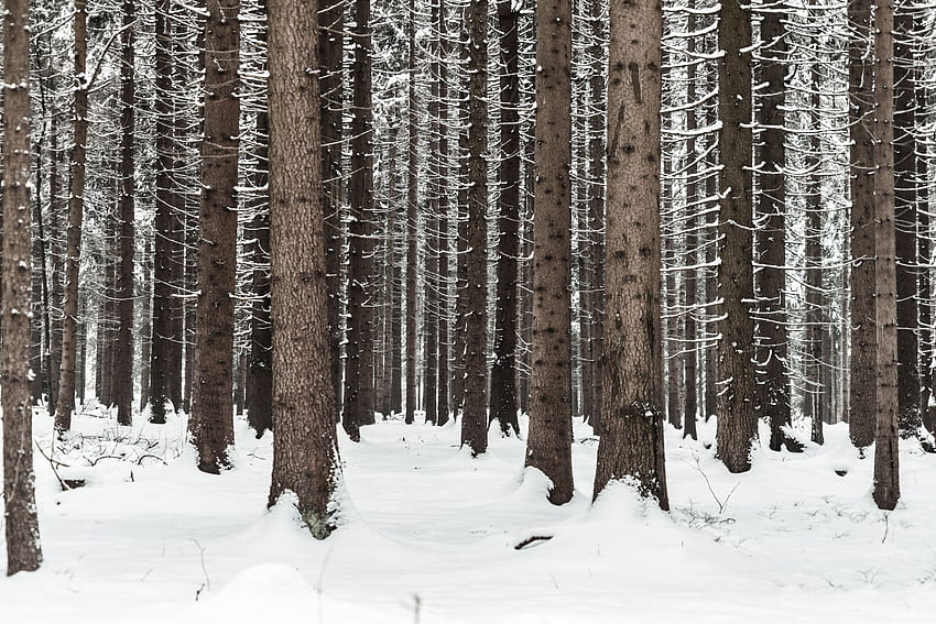 Tree Trunks in Winter Forest Snow in Woods Stock, winter snow tree HD wallpaper