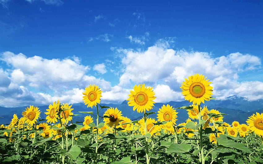Sunflower sunflowers field, happy sunflowers HD wallpaper | Pxfuel