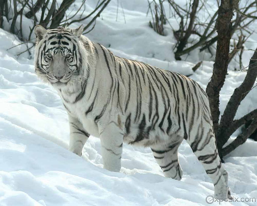 Harimau Putih Atau Harimau Albino HD-Hintergrundbild