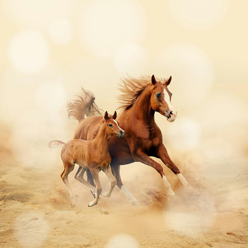彼女の子供の動物と走る牝馬 Q、牝馬の動物 HD電話の壁紙